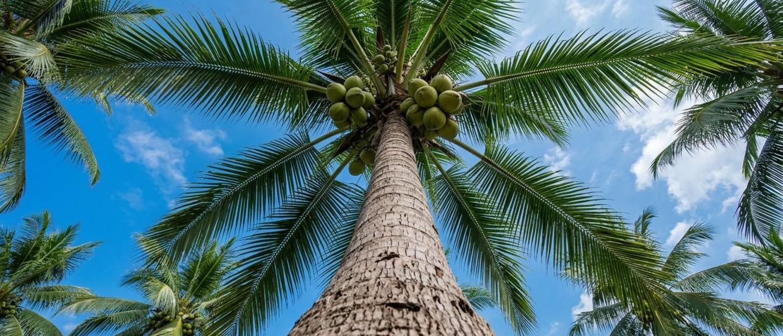 Coconut Monkey Free Service Photo