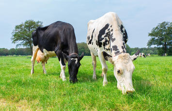 WHY FOOD PRODUCTION IS EMERGING AS A TOP SUSTAINABILITY ISSUE