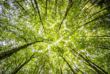 sustainable-forestry-certification